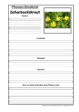 Pflanzensteckbrief-Scharbockskraut.pdf